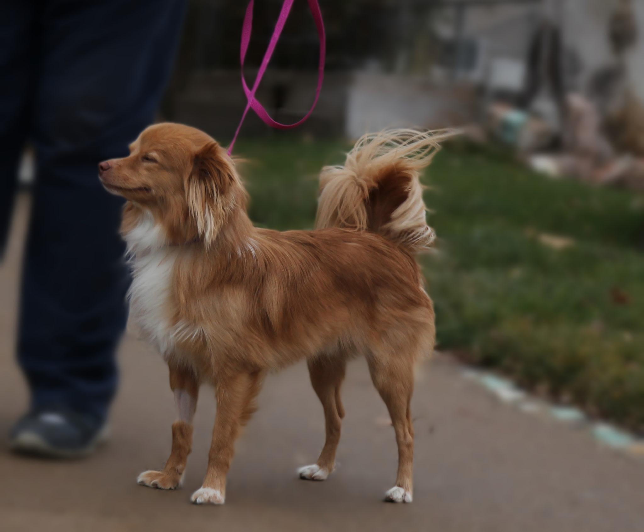 Enlarge Jazz, an adopted mixed breed in Harrisville, UT image 1/1