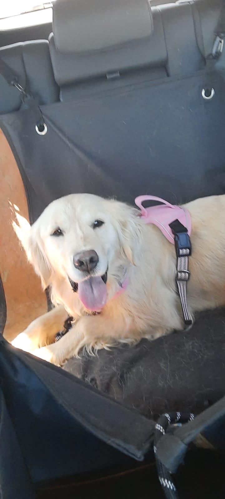 Enlarge Sabrina, an adopted Golden Retriever in Oakville, ON image 6/6