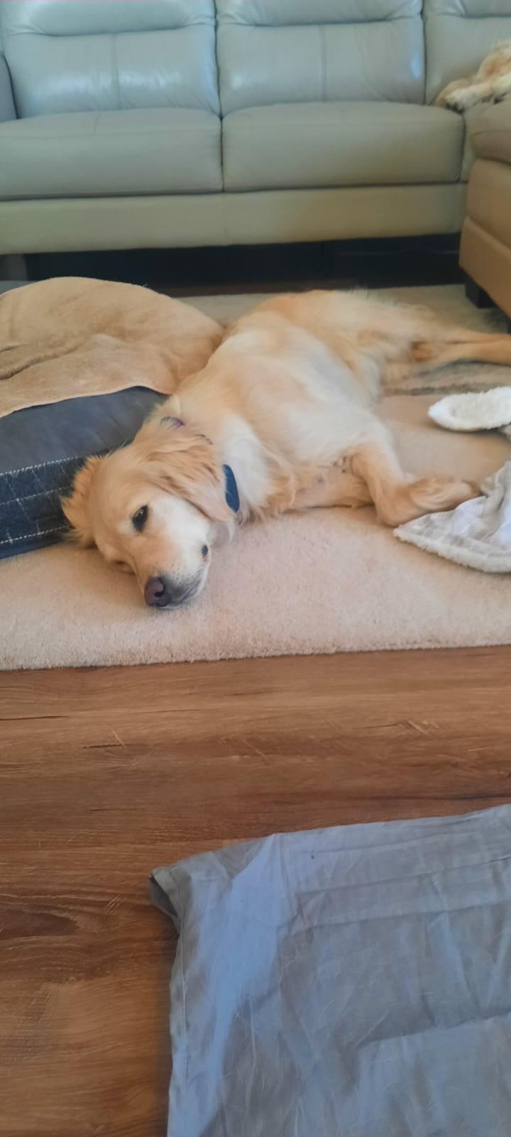 Enlarge Sabrina, an adopted Golden Retriever in Oakville, ON image 4/6