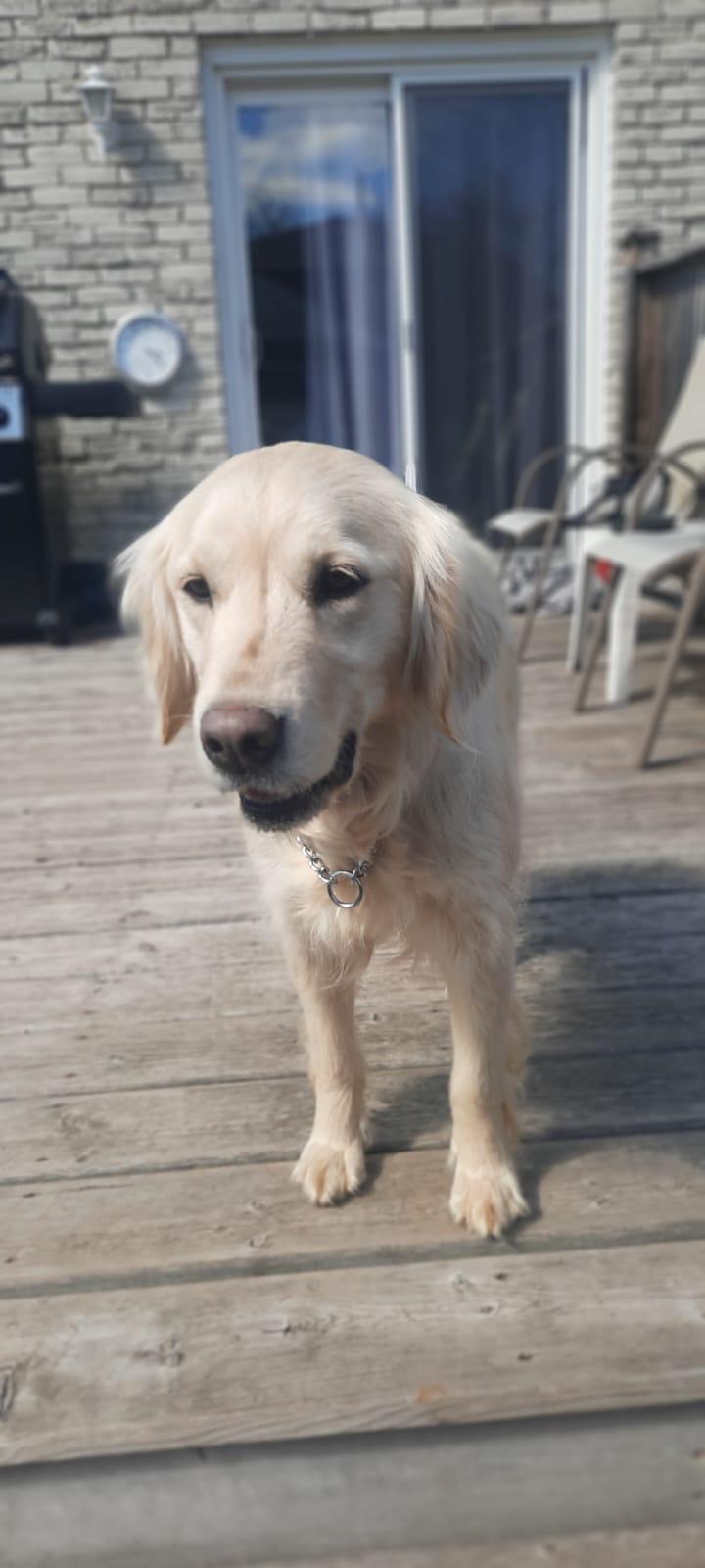 Enlarge Sabrina, an adopted Golden Retriever in Oakville, ON image 3/6