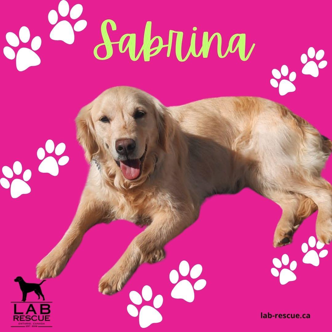 Sabrina, adopted, Young Female Golden Retriever.