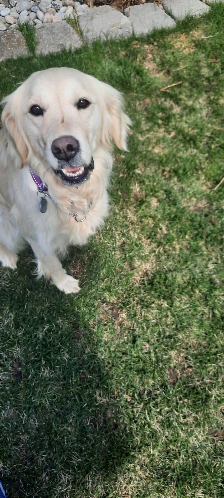 Enlarge Sabrina, an adopted Golden Retriever in Oakville, ON image 2/6