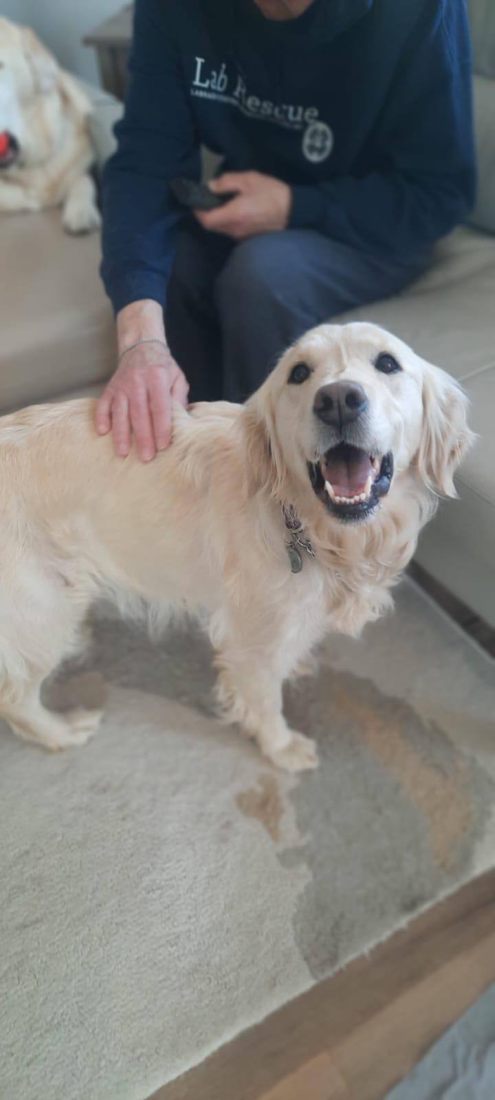 Enlarge Sabrina, an adopted Golden Retriever in Oakville, ON image 5/6