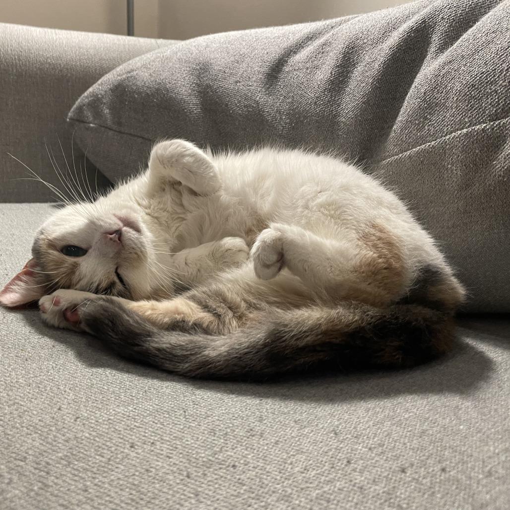 Enlarge Irish, a Adoptable Domestic Short Hair in Philadelphia, PA image 1/4