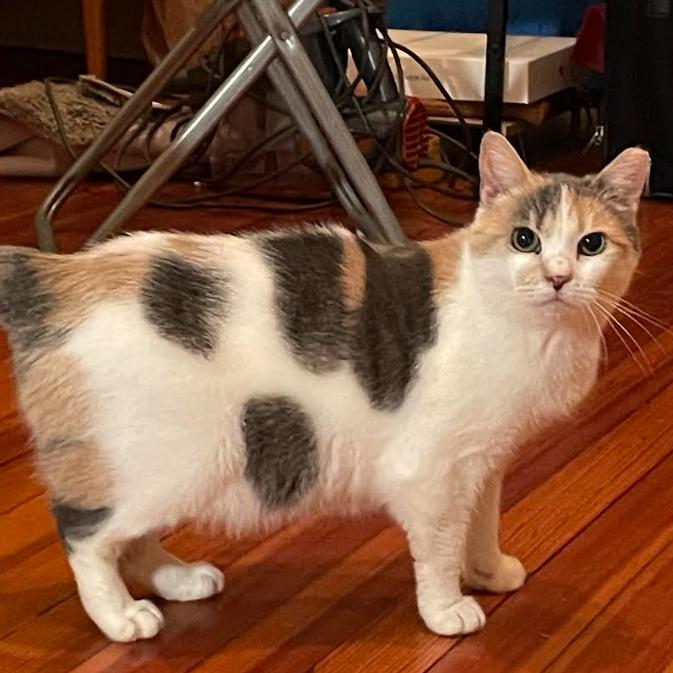 Irish, a Adoptable Domestic Short Hair in Philadelphia, PA image 2/6