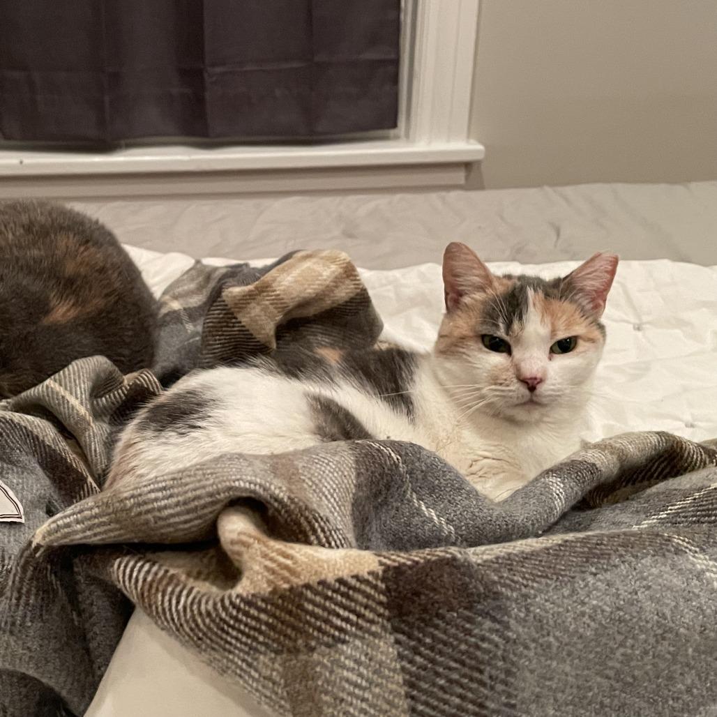 Enlarge Irish, a Adoptable Domestic Short Hair in Philadelphia, PA image 2/4