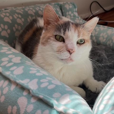 Enlarge Irish, a Adoptable Domestic Short Hair in Philadelphia, PA image 4/6