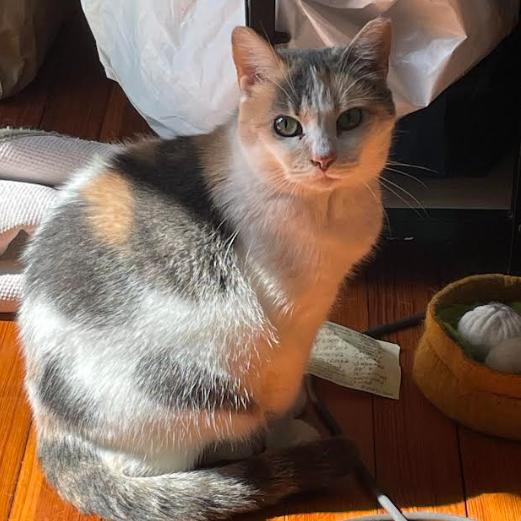 Irish, a Adoptable Domestic Short Hair in Philadelphia, PA image 4/6
