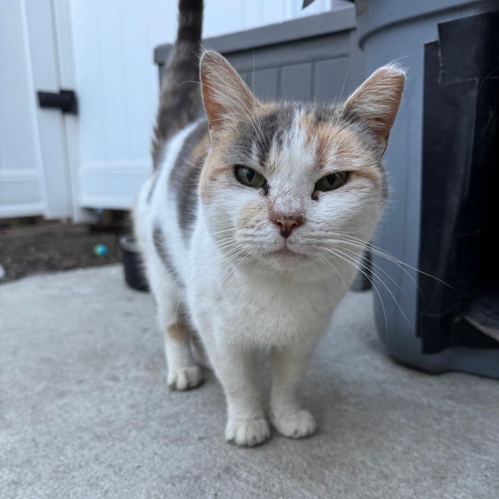Irish, Adoptable, Adult Female Domestic Short Hair.