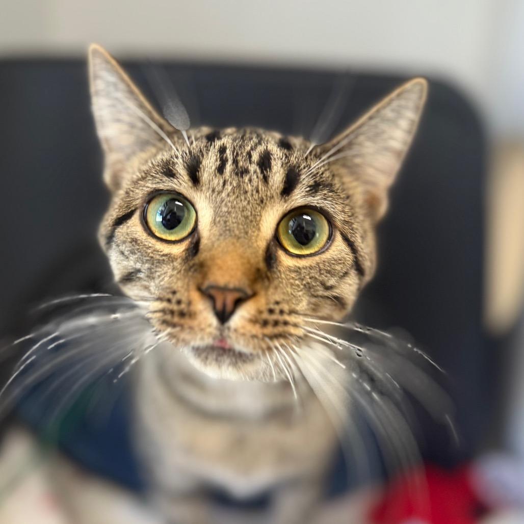 Thorlo, Adoptable, Young Male Domestic Short Hair.