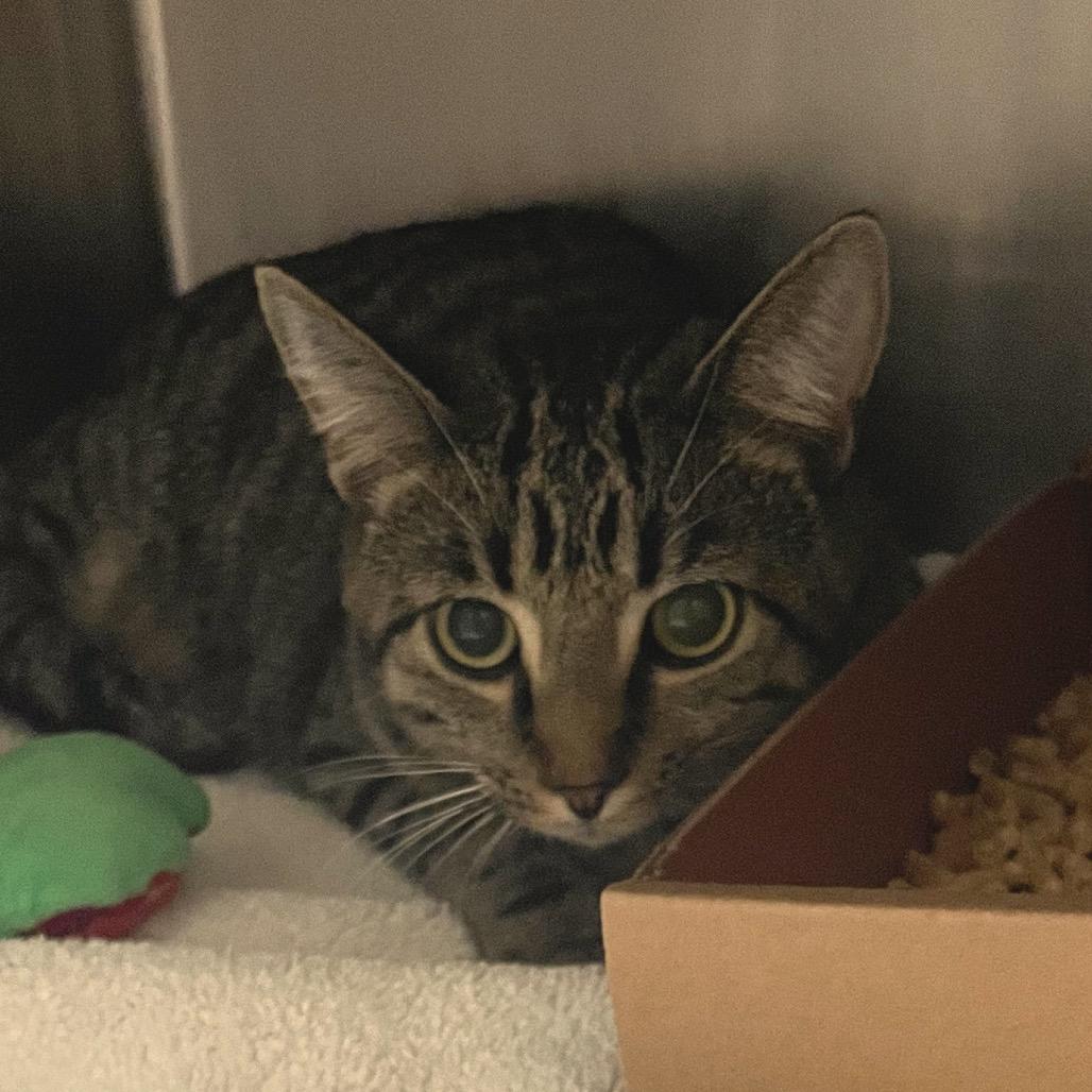 Thorlo, Adoptable, Young Male Domestic Short Hair.