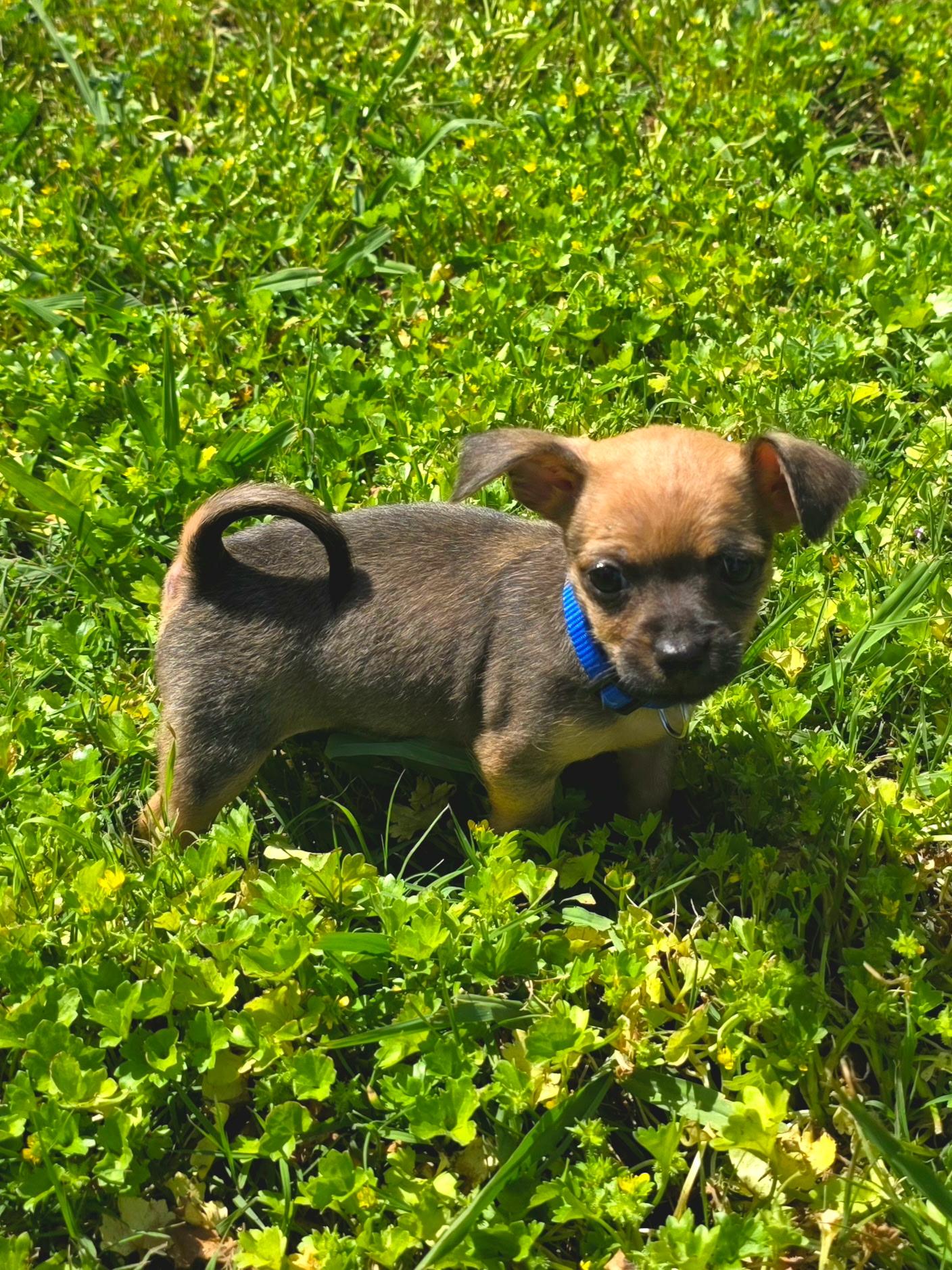 Biscuit, adopted, Puppy Male Chihuahua.