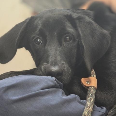 Edith, Adoptable, Puppy Female Labradoodle & Beagle.