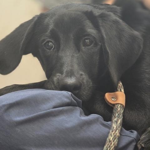 Edith, an adoptable Labradoodle, Beagle in Sparta, NJ, 07871 | Photo Image 2