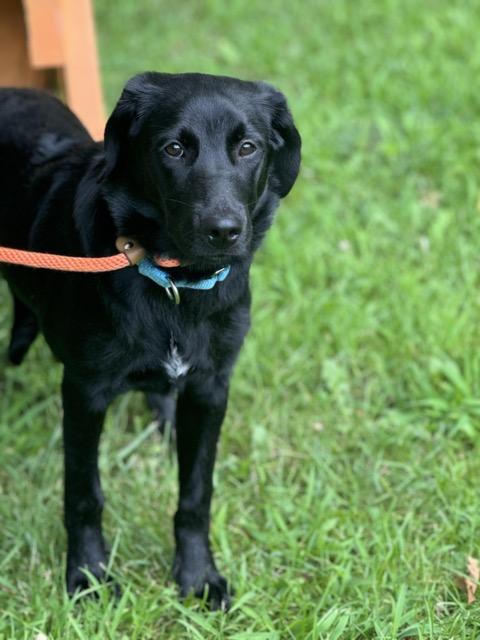 Edith, an adoptable Labradoodle, Beagle in Sparta, NJ, 07871 | Photo Image 1