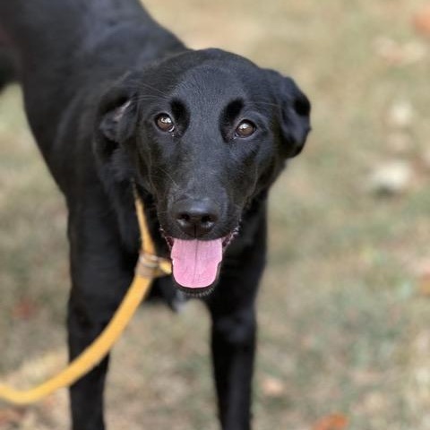 Edith, an adoptable Labradoodle, Beagle in Sparta, NJ, 07871 | Photo Image 1