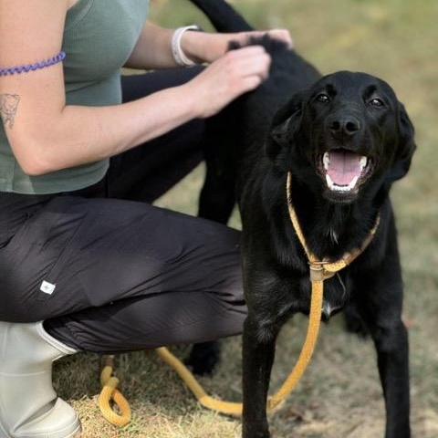 Edith, an adoptable Labradoodle, Beagle in Sparta, NJ, 07871 | Photo Image 3