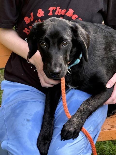 Edith, an adoptable Labradoodle, Beagle in Sparta, NJ, 07871 | Photo Image 5