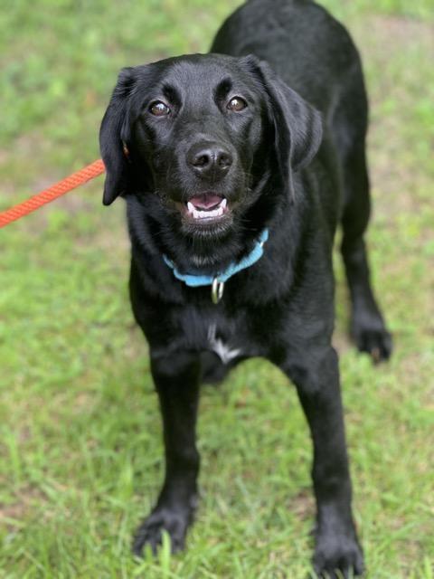 Edith, an adoptable Labradoodle, Beagle in Sparta, NJ, 07871 | Photo Image 4