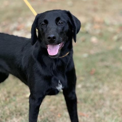 Enlarge Edith, a Adoptable mixed breed in Sparta, NJ image 5/6