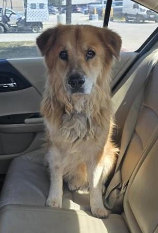FLUFFY, Adoptable, Adult Male Chow Chow & Mixed Breed.