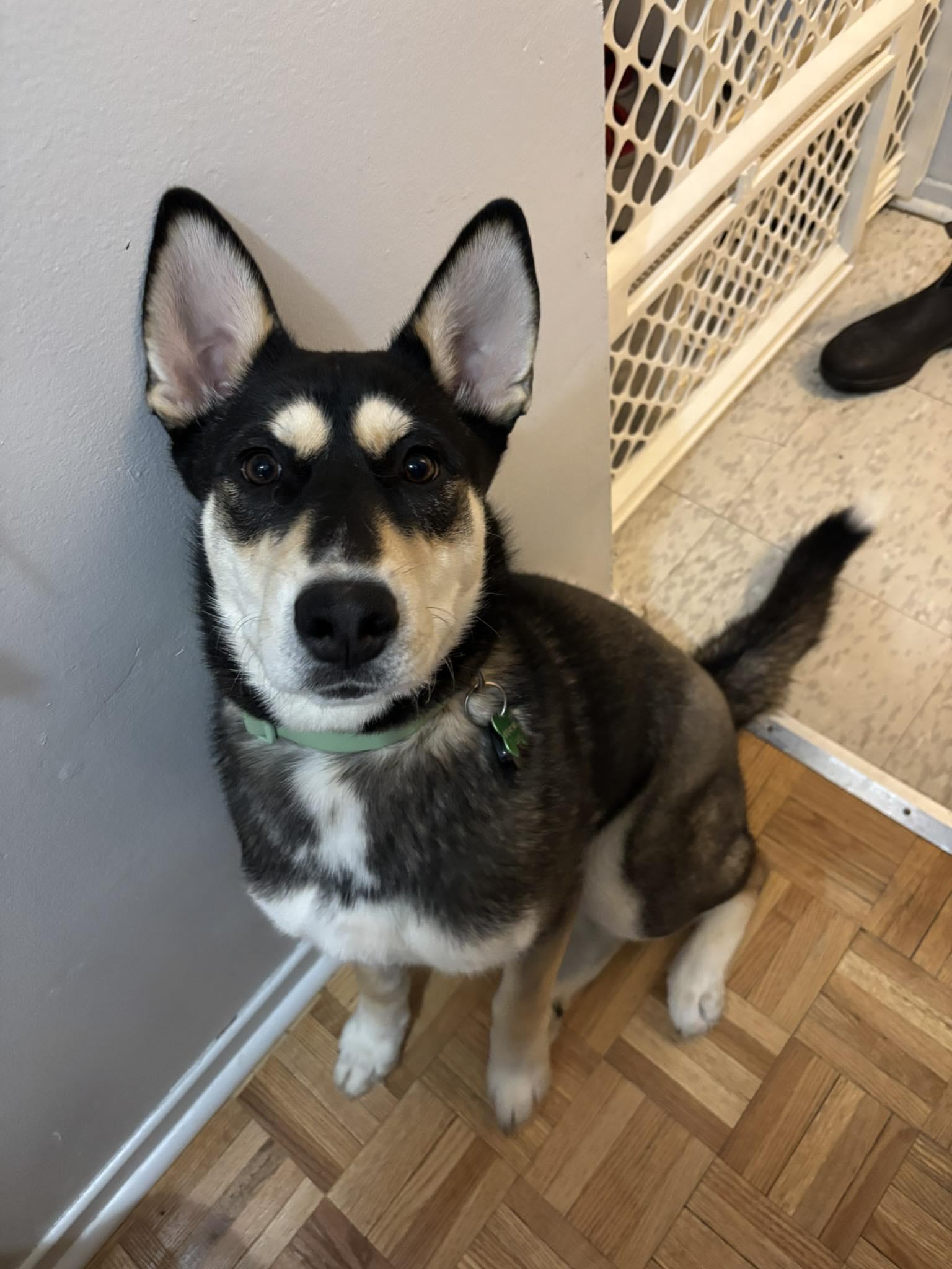 Freya 26-016, ADOPTABLE, Young Female Siberian Husky.