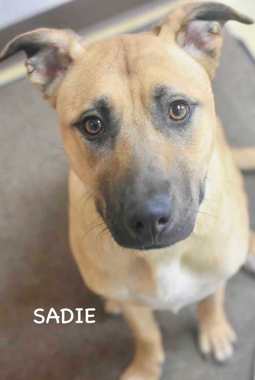 SADIE, a ADOPTABLE mixed breed in Bowling Green, OH image 4/6