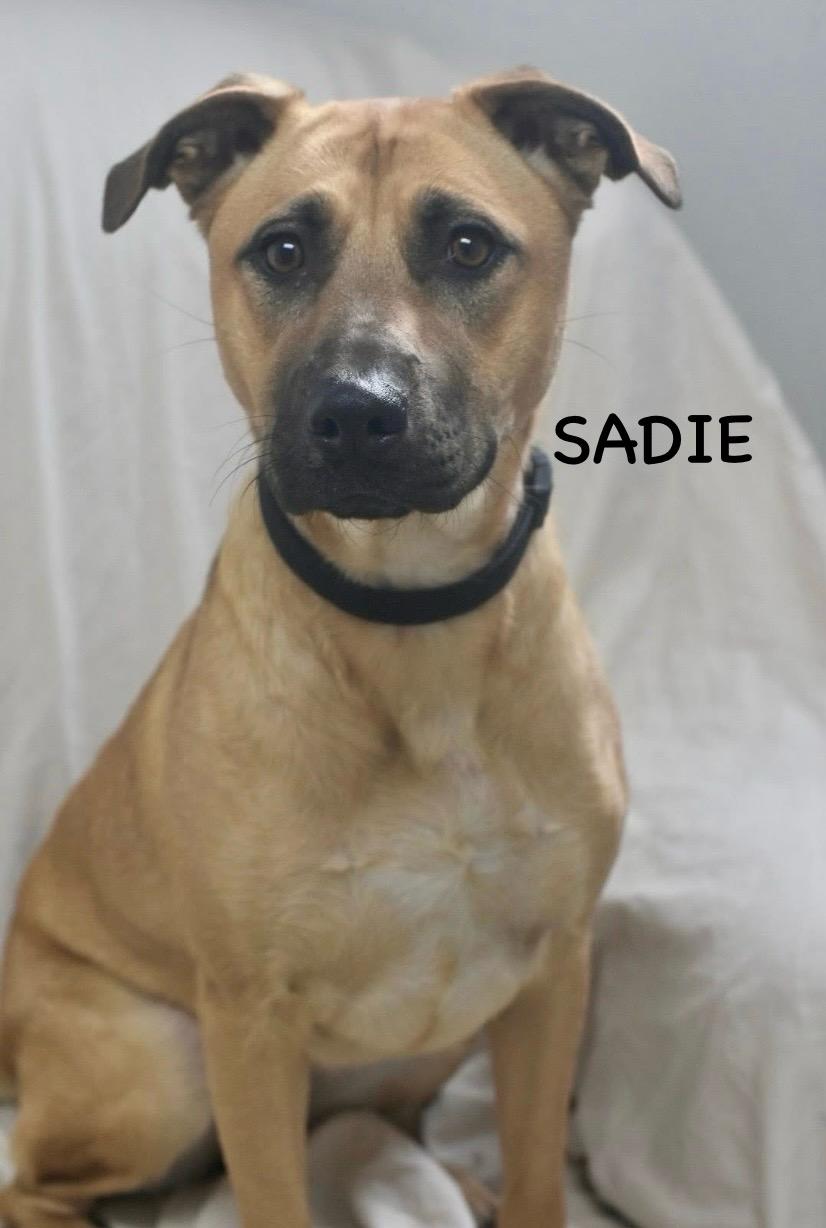 SADIE, a ADOPTABLE mixed breed in Bowling Green, OH image 6/6