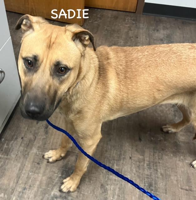 SADIE, a ADOPTABLE mixed breed in Bowling Green, OH image 3/6