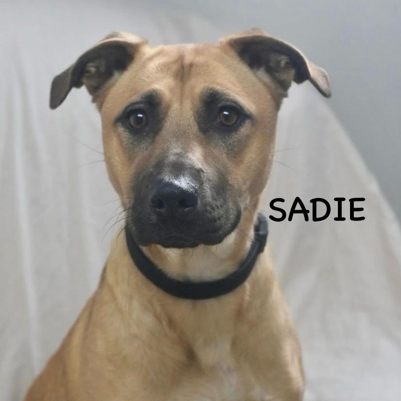 SADIE, a ADOPTABLE mixed breed in Bowling Green, OH image 1/6