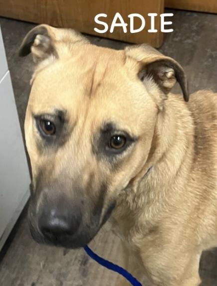 SADIE, a ADOPTABLE mixed breed in Bowling Green, OH image 2/6