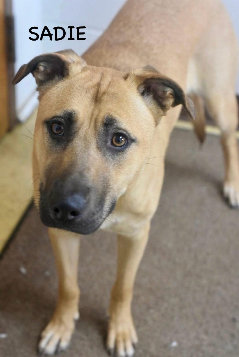SADIE, a ADOPTABLE mixed breed in Bowling Green, OH image 5/6