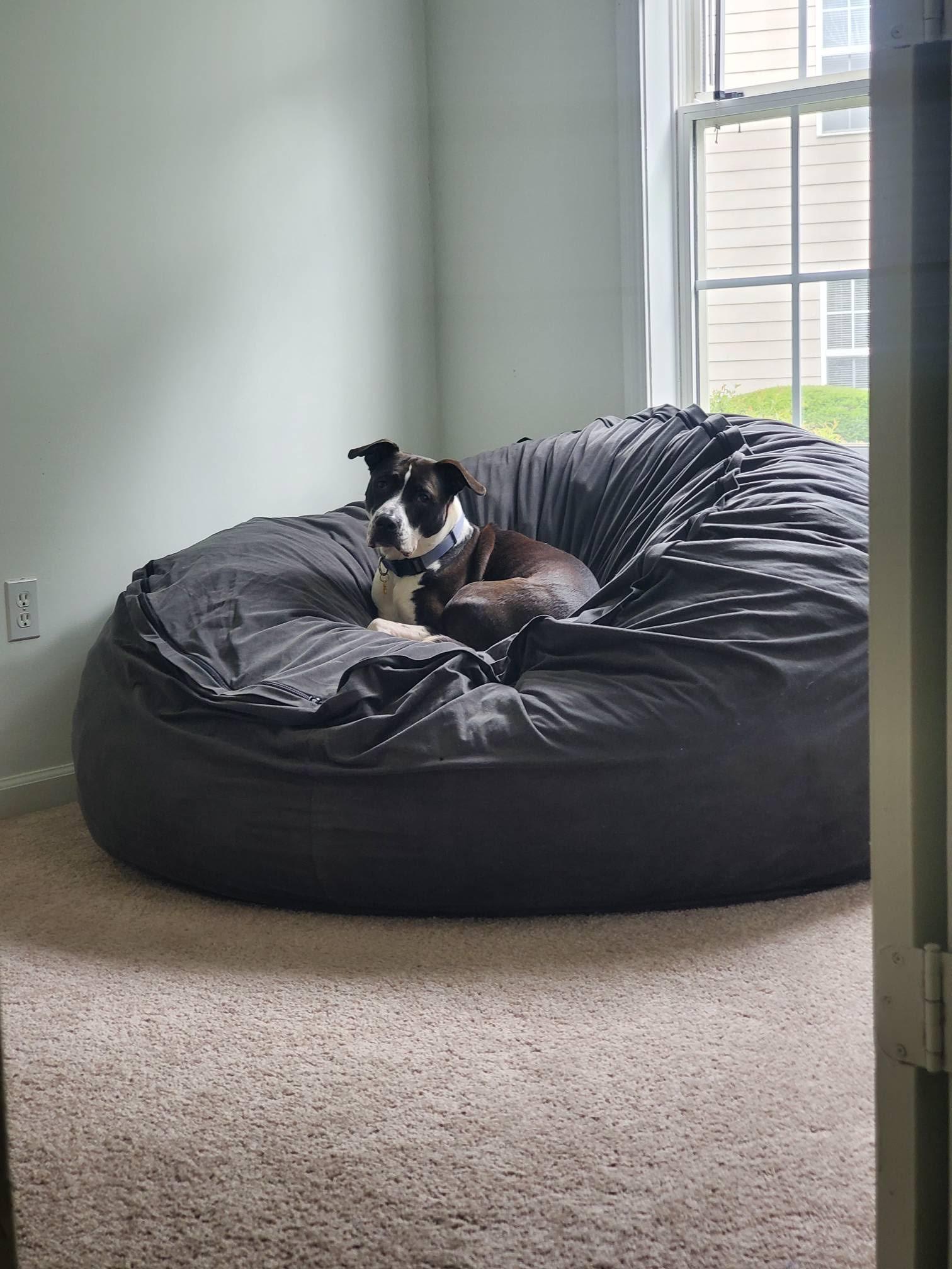 Enlarge Juniper **Courtesy Post**, a ADOPTABLE mixed breed in Floyd, VA image 3/4