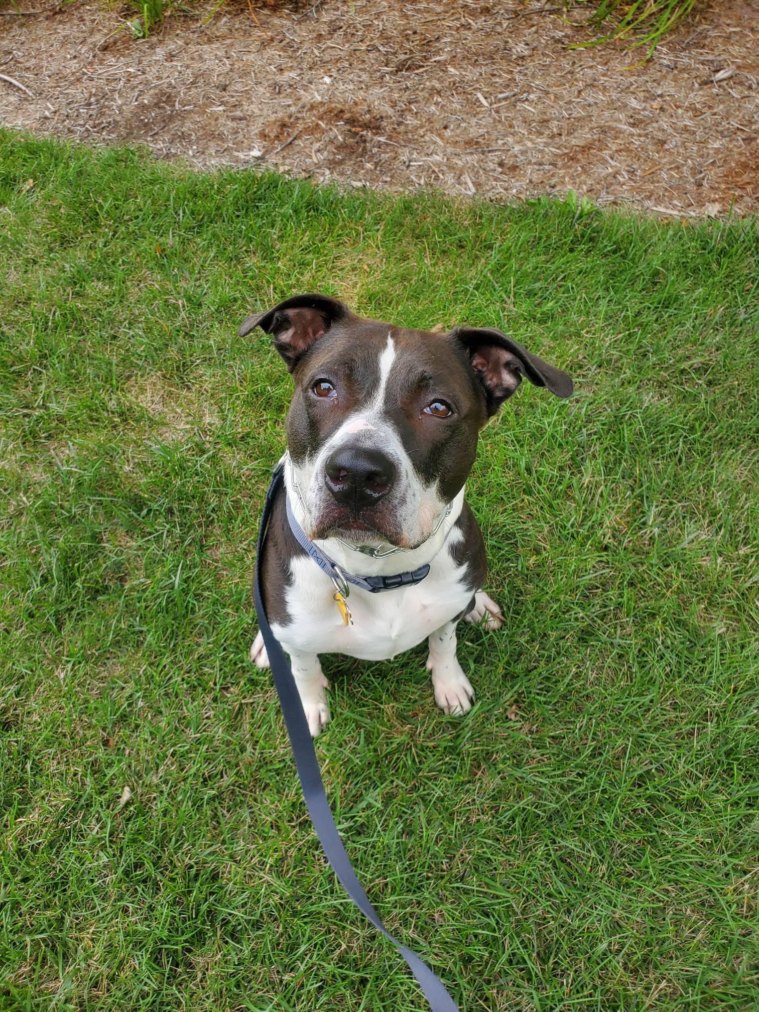 Juniper **Courtesy Post**, ADOPTABLE, Adult Female Terrier.