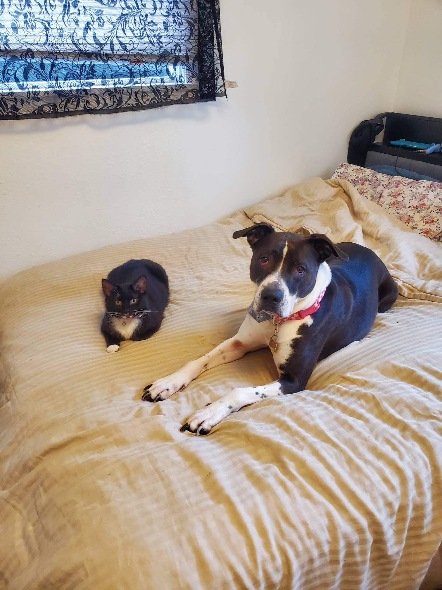 Enlarge Juniper **Courtesy Post**, a ADOPTABLE mixed breed in Floyd, VA image 2/4