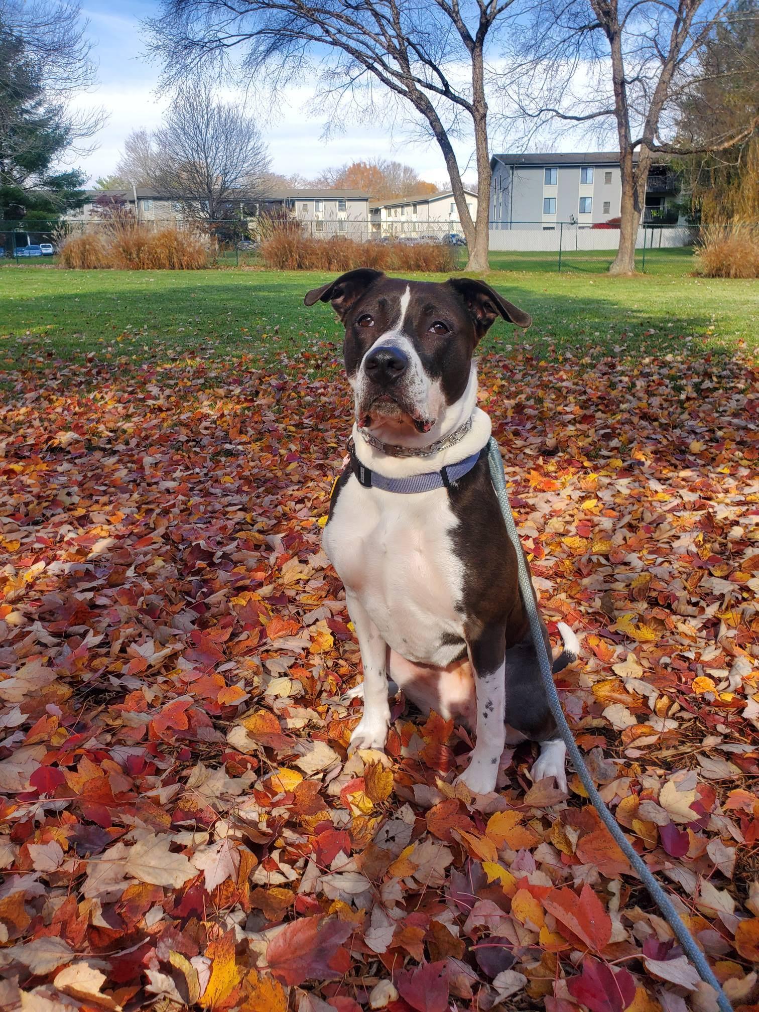 Enlarge Juniper **Courtesy Post**, a ADOPTABLE mixed breed in Floyd, VA image 4/4