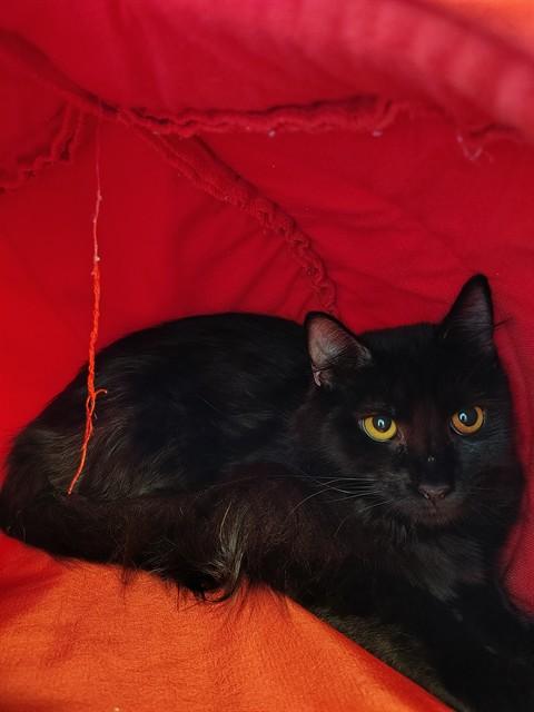 Enlarge FIRE, a Adoptable Domestic Long Hair in Leesburg, VA image 1/1