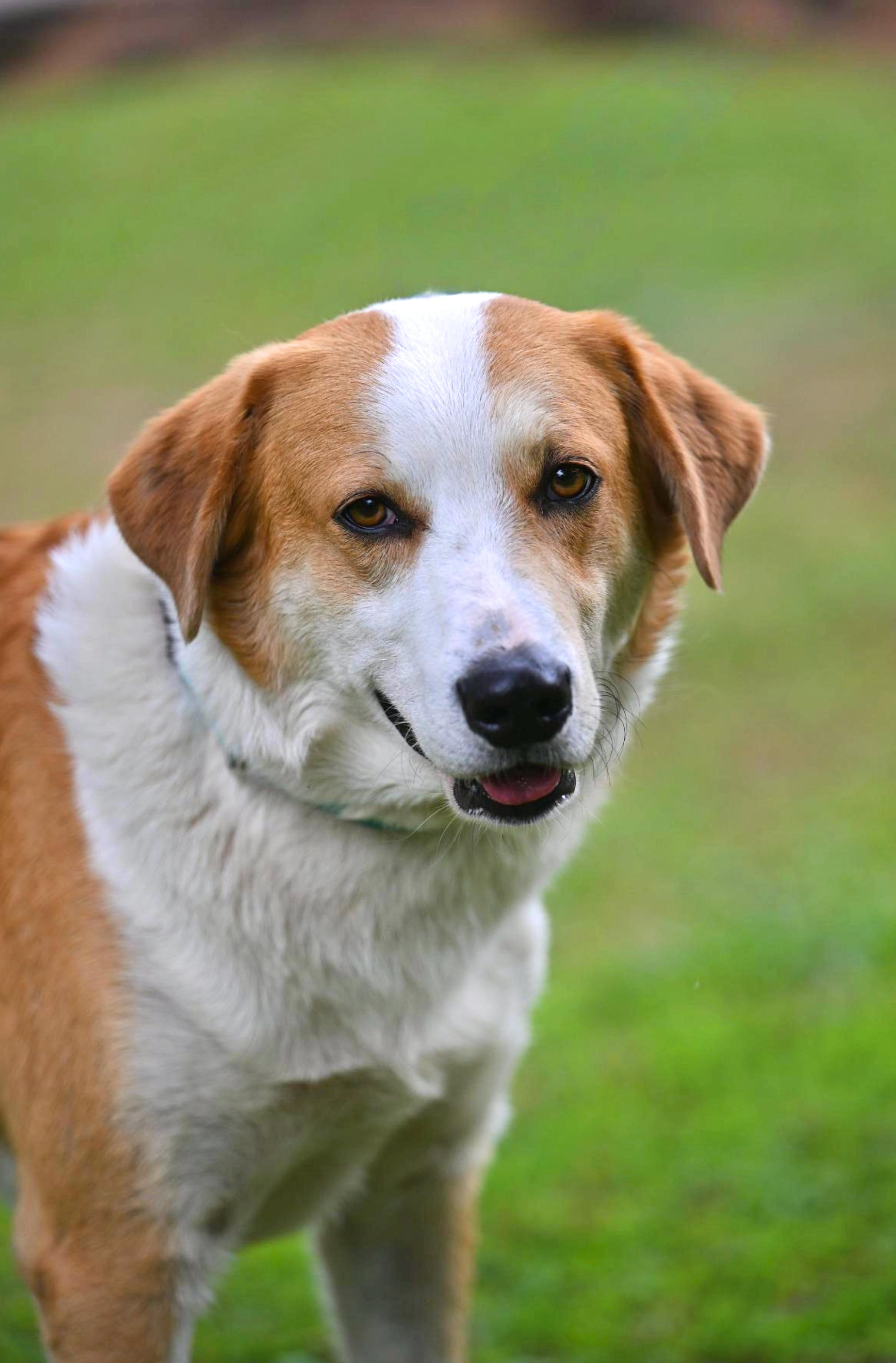 MYLES - perfect companion, a ADOPTABLE mixed breed in Portsmouth, NH image 2/5