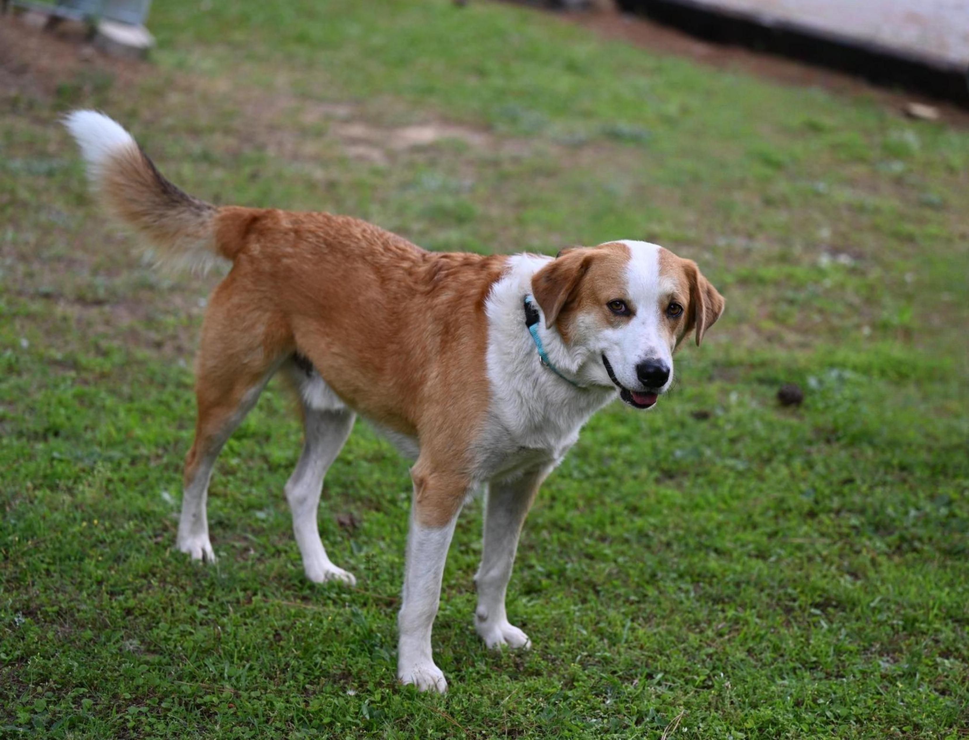MYLES - perfect companion, ADOPTABLE, Young Male Collie & Great Pyrenees.