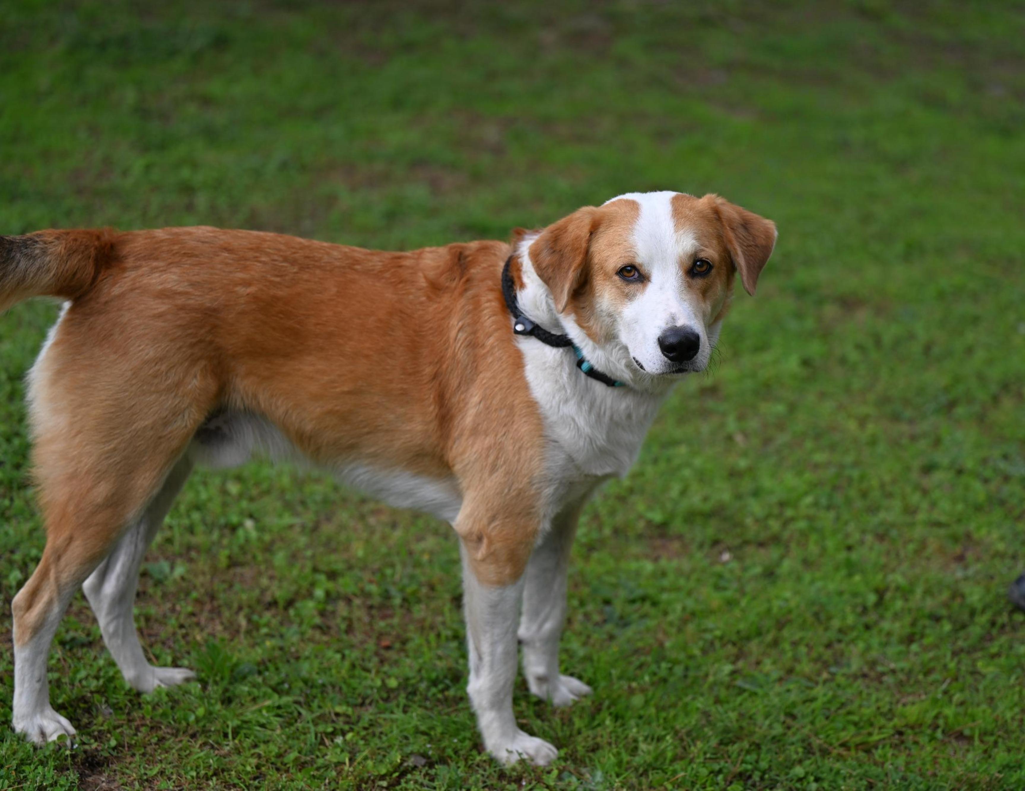 MYLES - perfect companion, a ADOPTABLE mixed breed in Portsmouth, NH image 5/5