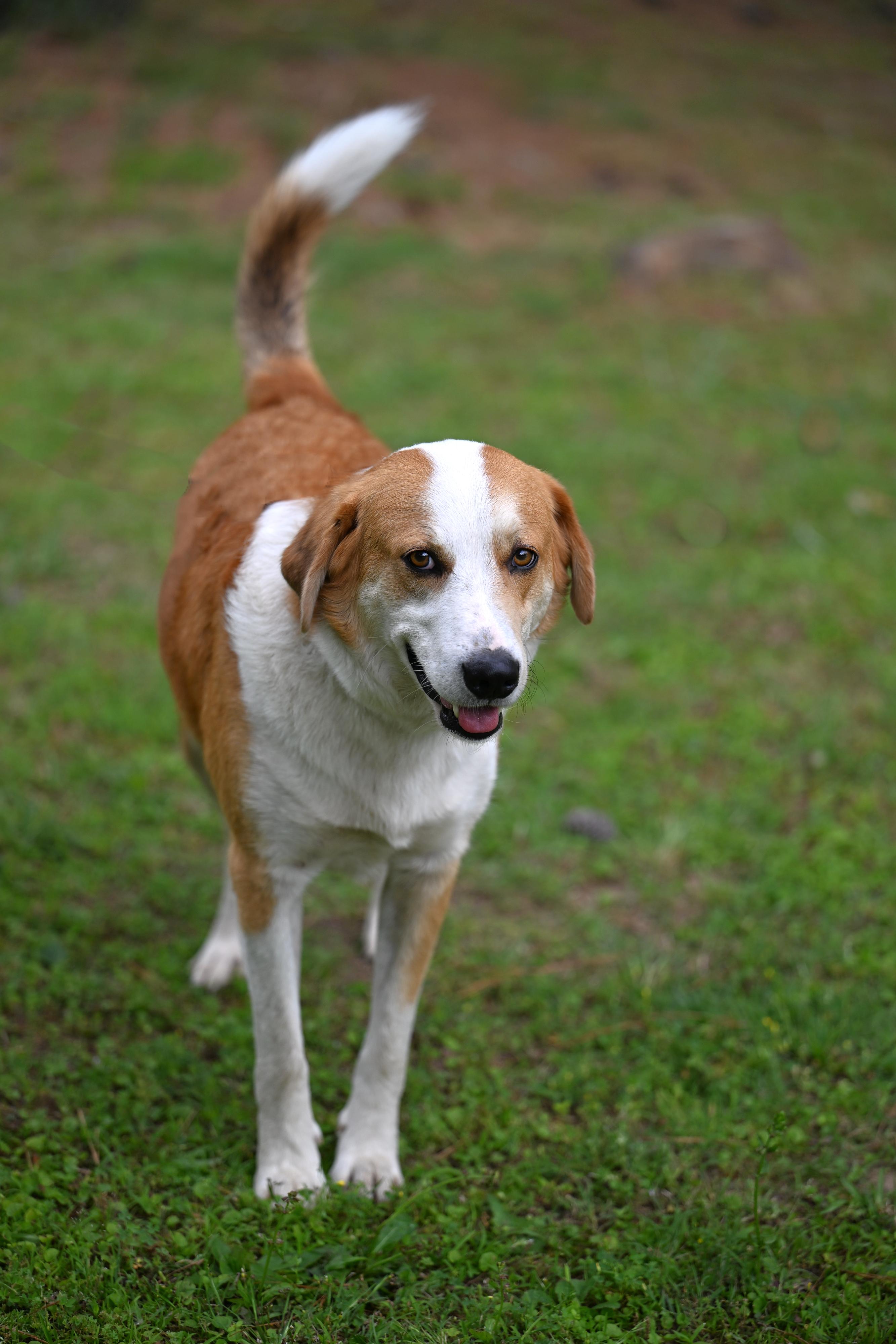 MYLES - perfect companion, a ADOPTABLE mixed breed in Portsmouth, NH image 3/5