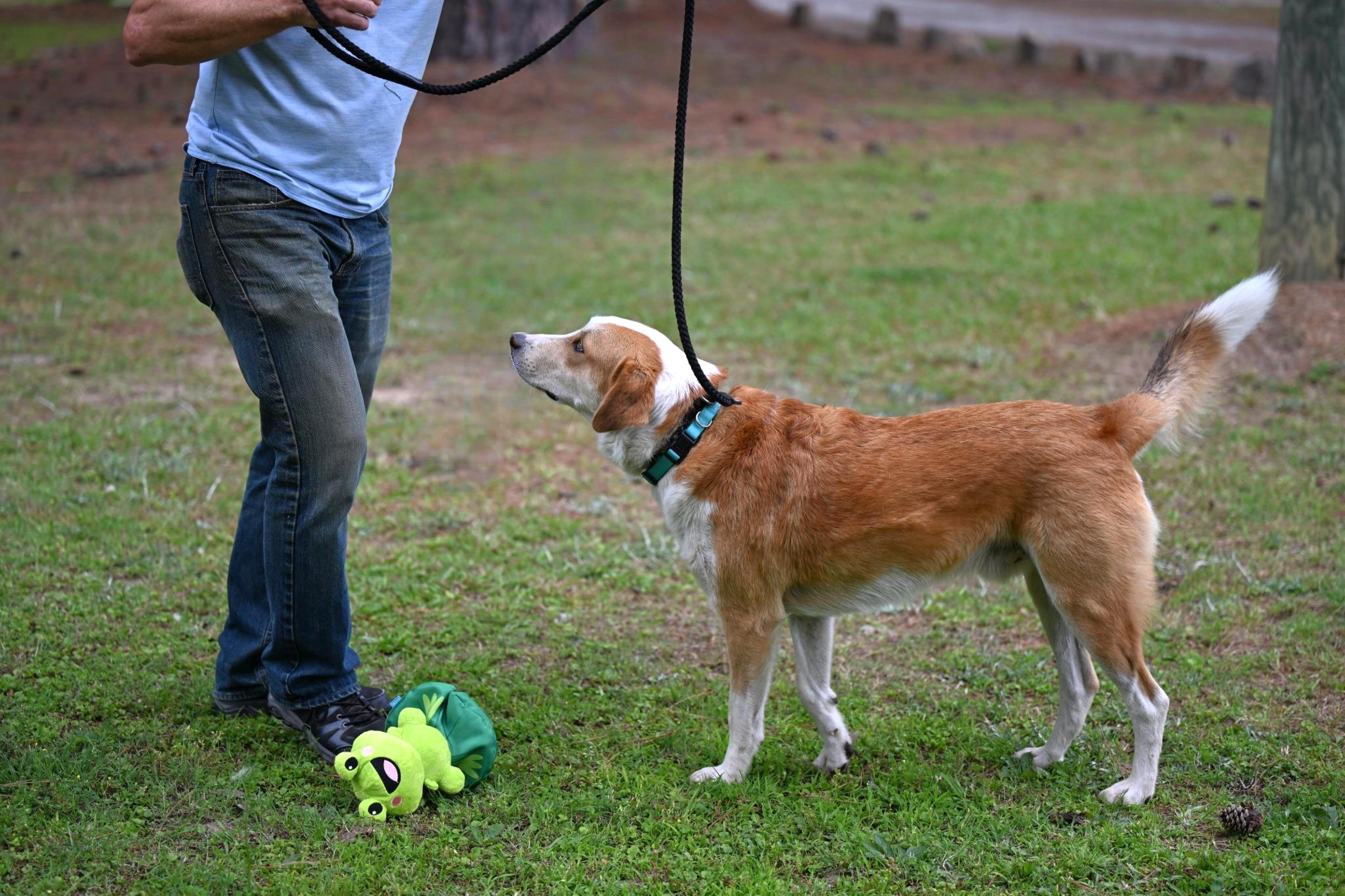 MYLES - perfect companion, a ADOPTABLE mixed breed in Portsmouth, NH image 4/5
