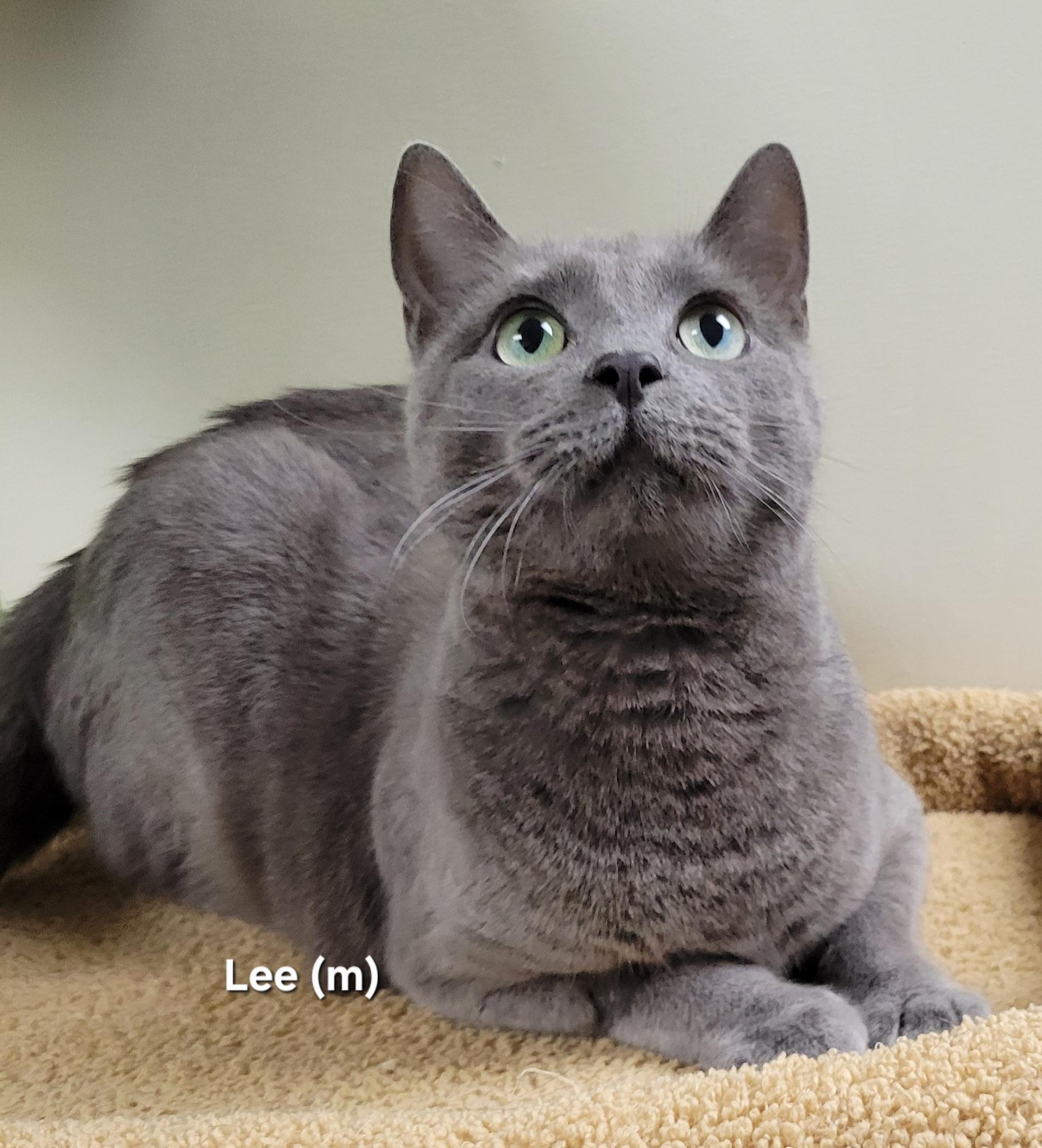 Lee