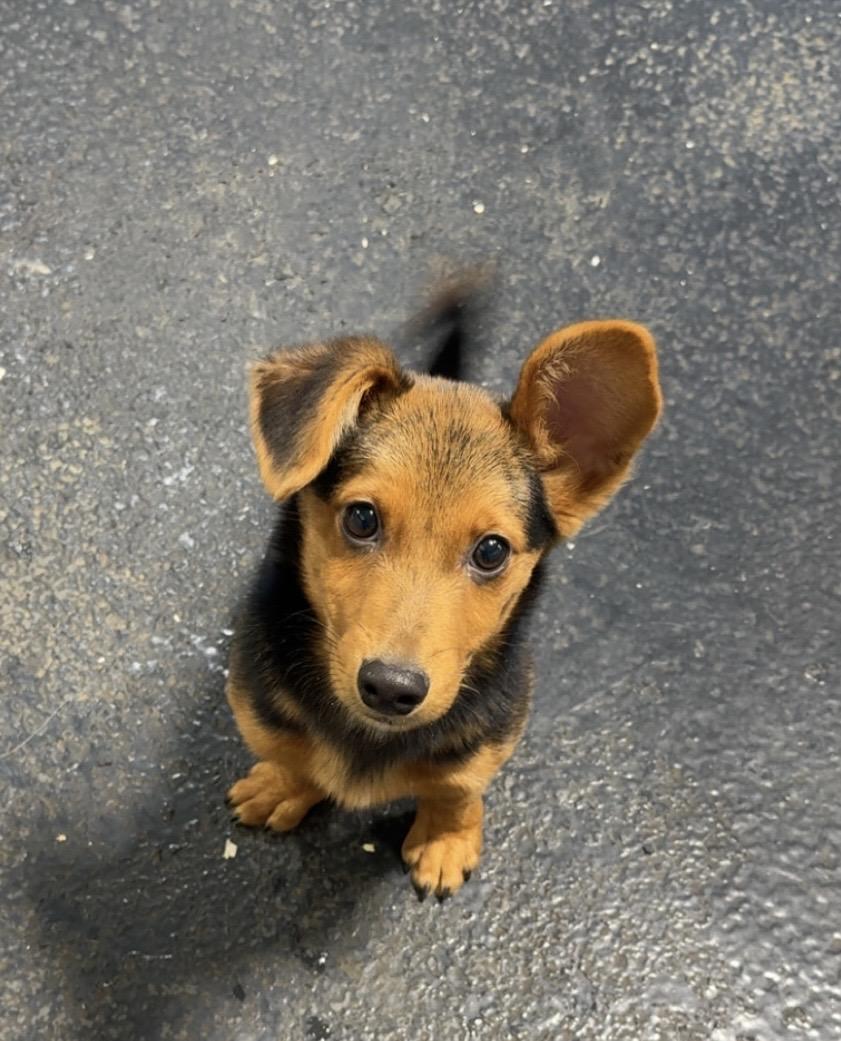 Ranger, ADOPTABLE, Puppy Male Terrier.