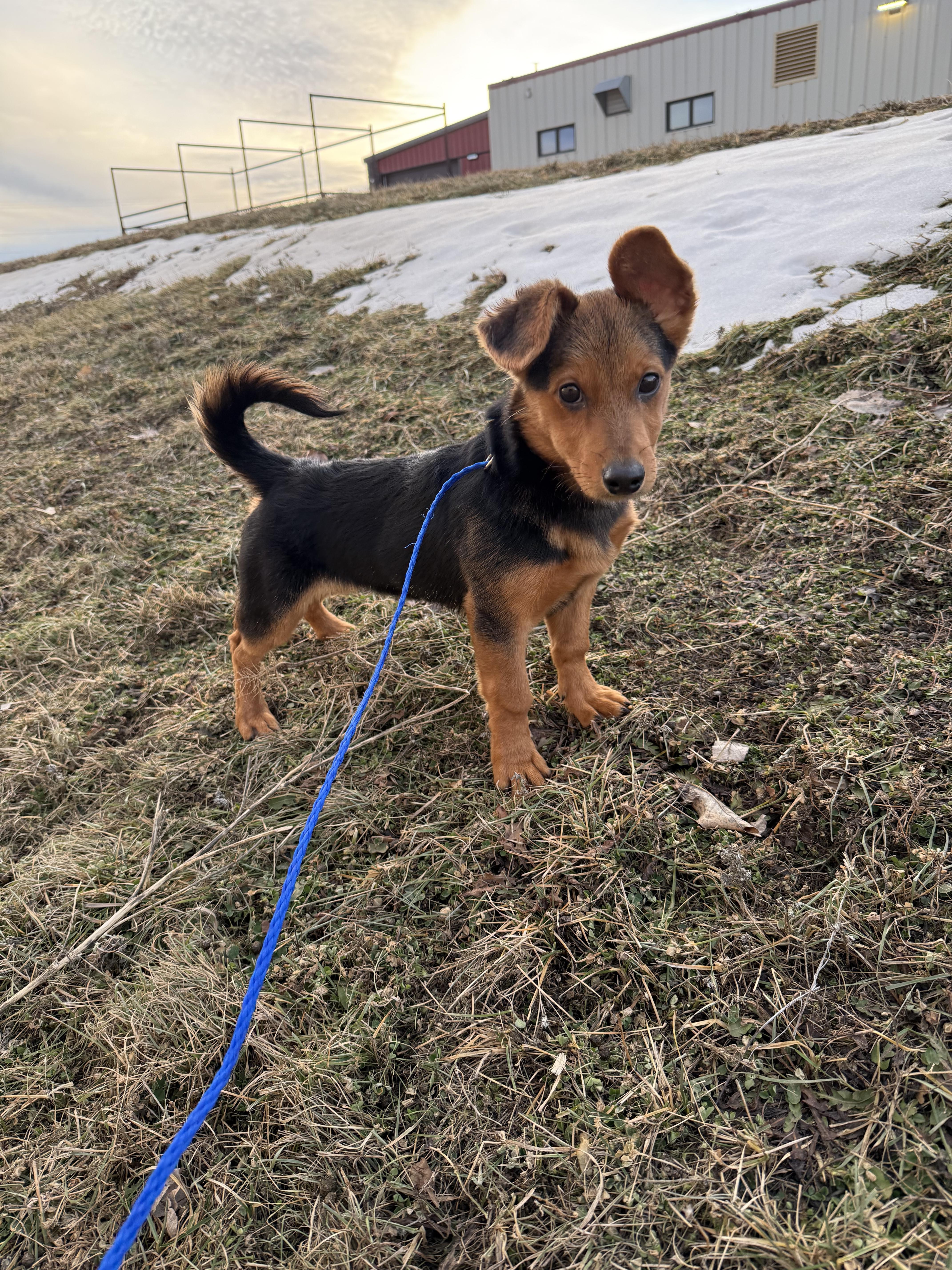 Enlarge Ranger, an adopted mixed breed in Dickinson, ND image 2/2