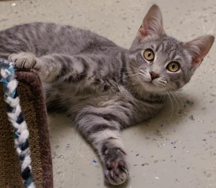 Jam, Adoptable, Kitten Female Domestic Short Hair & Domestic Short Hair.