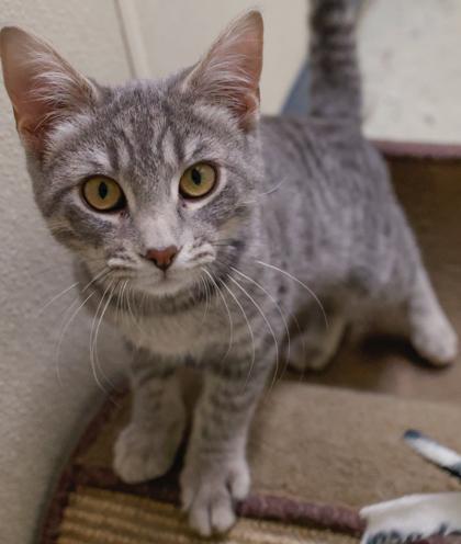 Jam, a Adoptable mixed breed in Baraboo, WI image 2/3