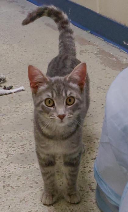 Jam, a Adoptable mixed breed in Baraboo, WI image 3/3