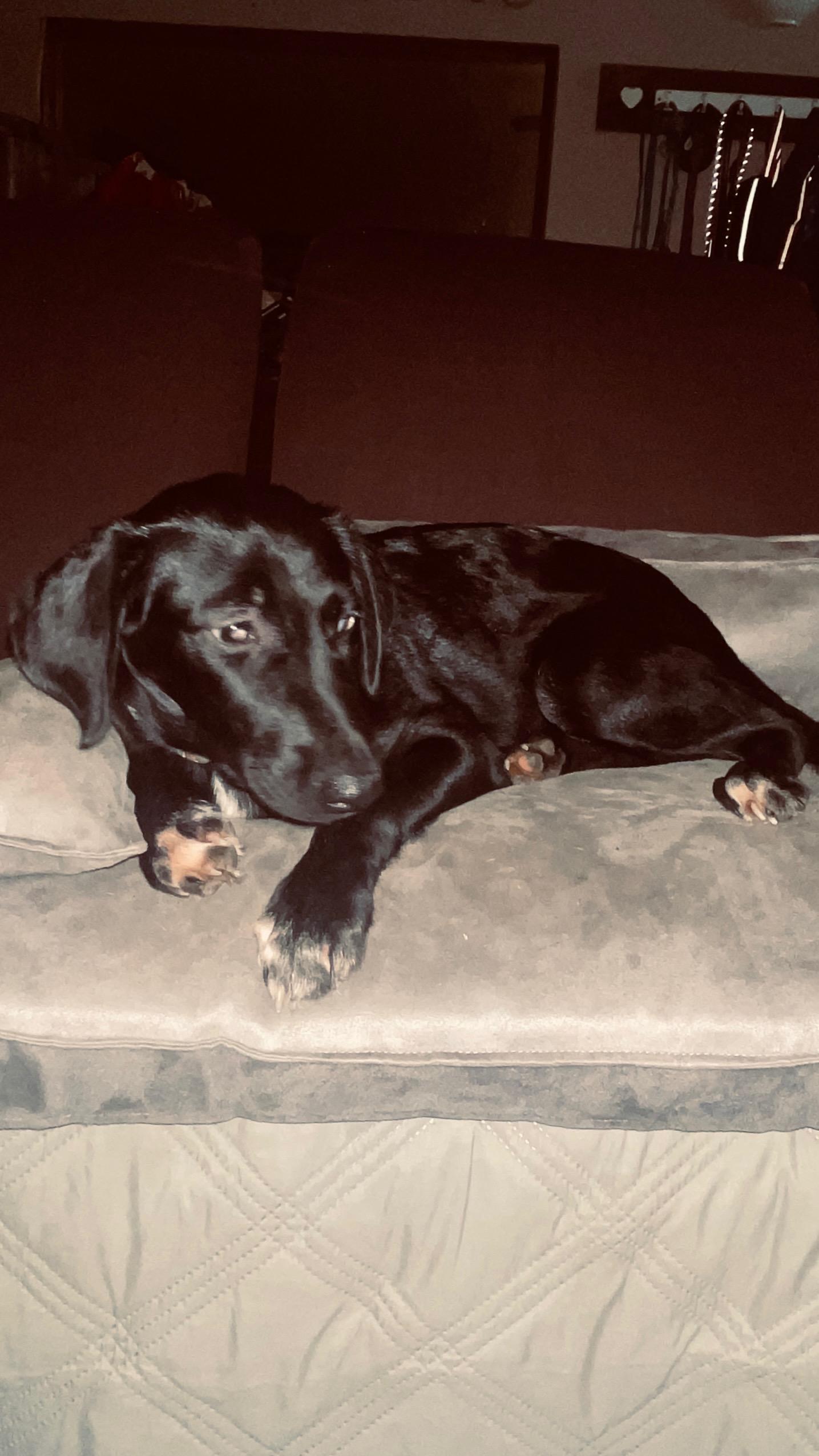 Carrie, Adoptable, Young Female Labrador Retriever & Mixed Breed.