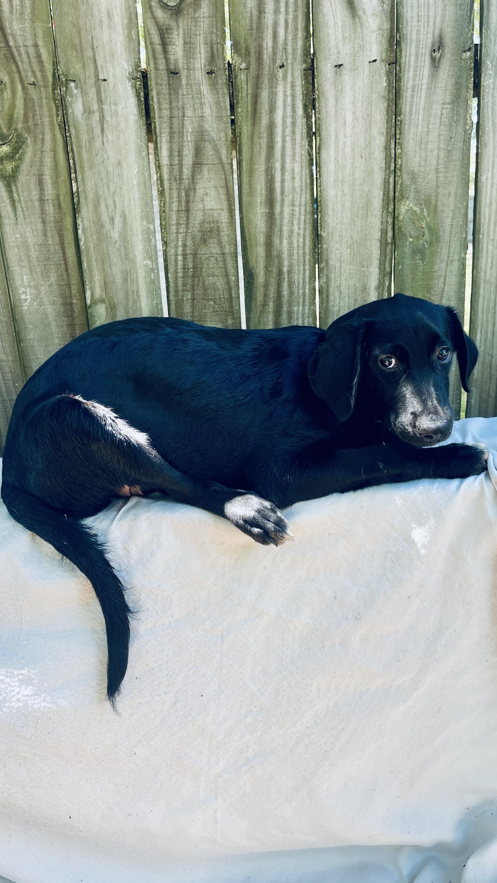 Carrie, a Adoptable mixed breed in Medfield, MA image 2/4